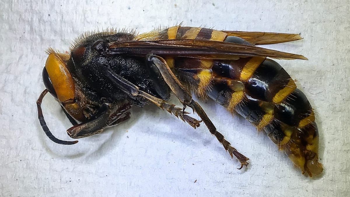 Asian giant hornet. (Credit: Washington State Dept. of Agriculture)