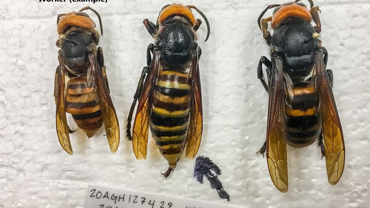 Asian giant worker and queen hornet, along with specimen caught. (Credit: Washington State Dept. of Agriculture)