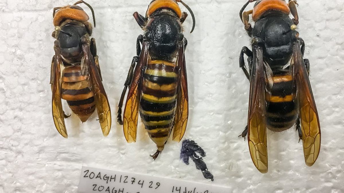 Asian giant worker and queen hornet, along with specimen caught. (Credit: Washington State Dept. of Agriculture)