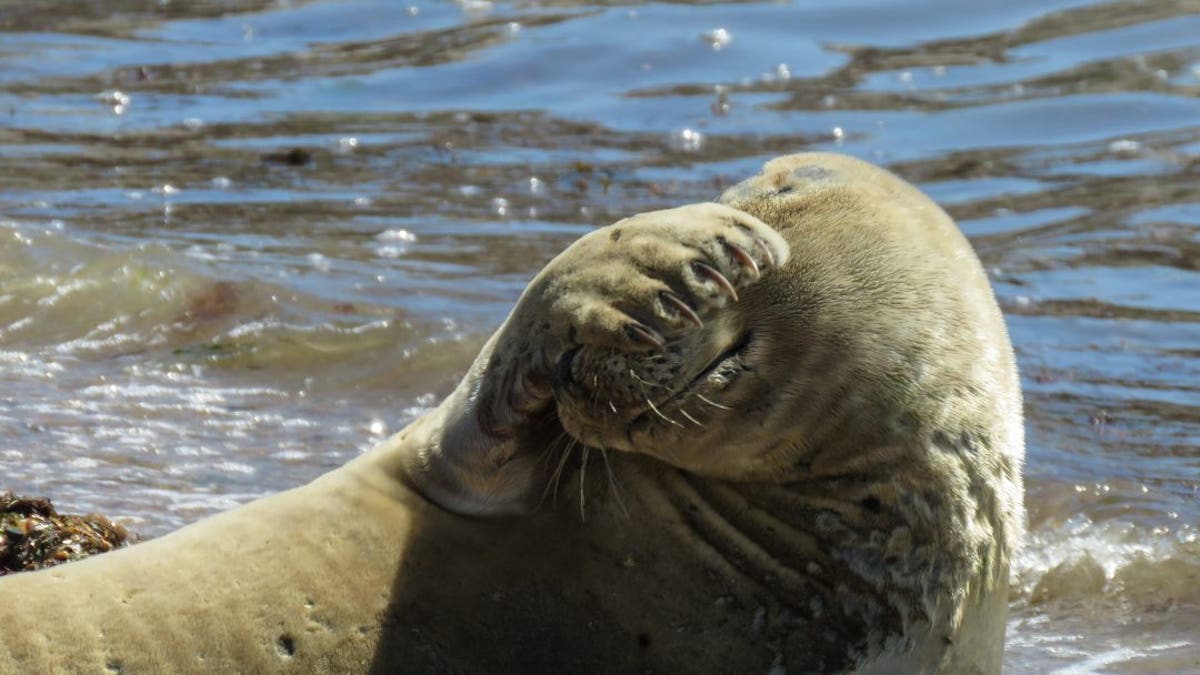 This is the moment a camera-shy seal was captured on film. (Credit: SWNS)