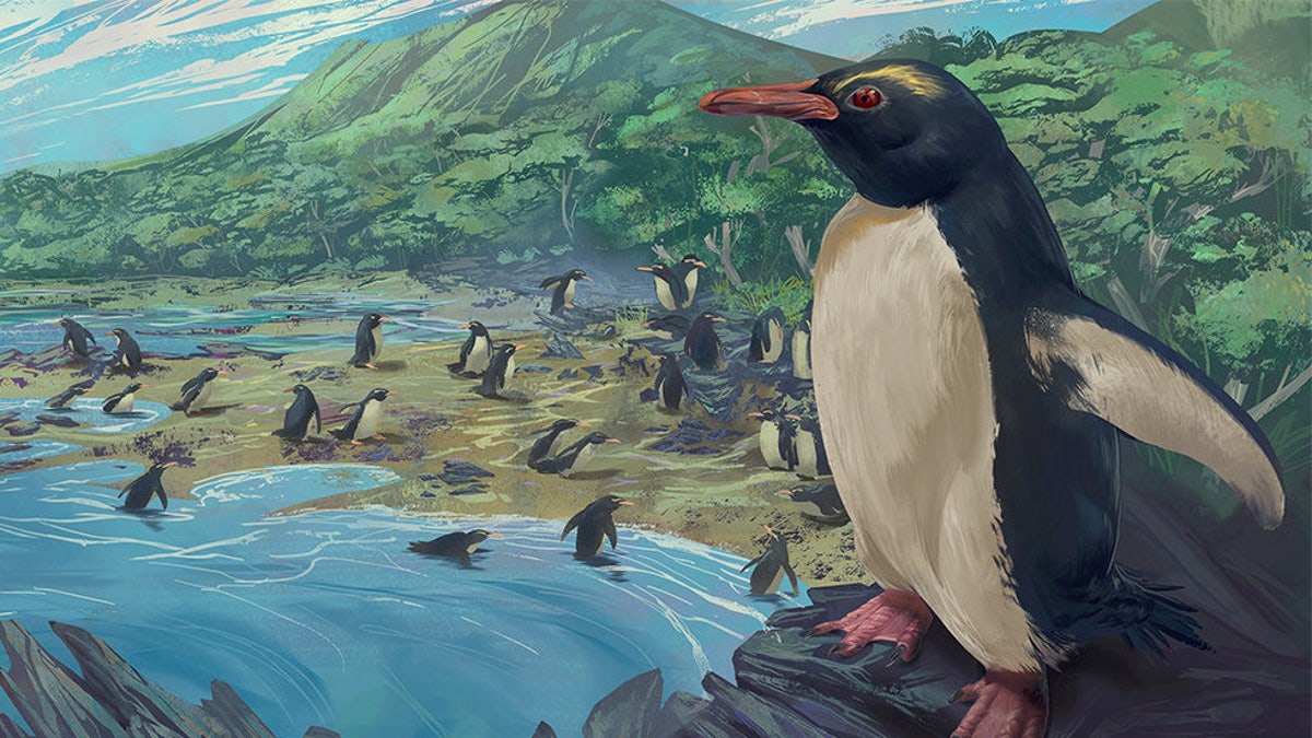 The dawn crested penguin Eudyptes atatu in New Zealand, 3 million years ago. (Credit: SWNS)