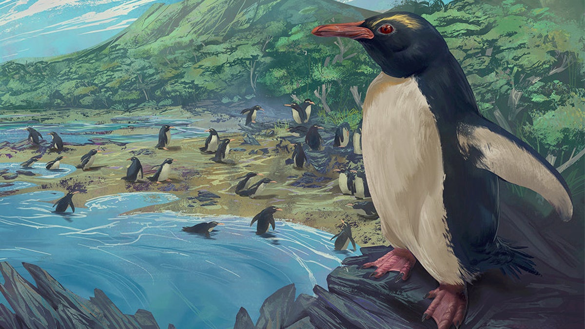 The dawn crested penguin Eudyptes atatu in New Zealand, 3 million years ago. (Credit: SWNS)