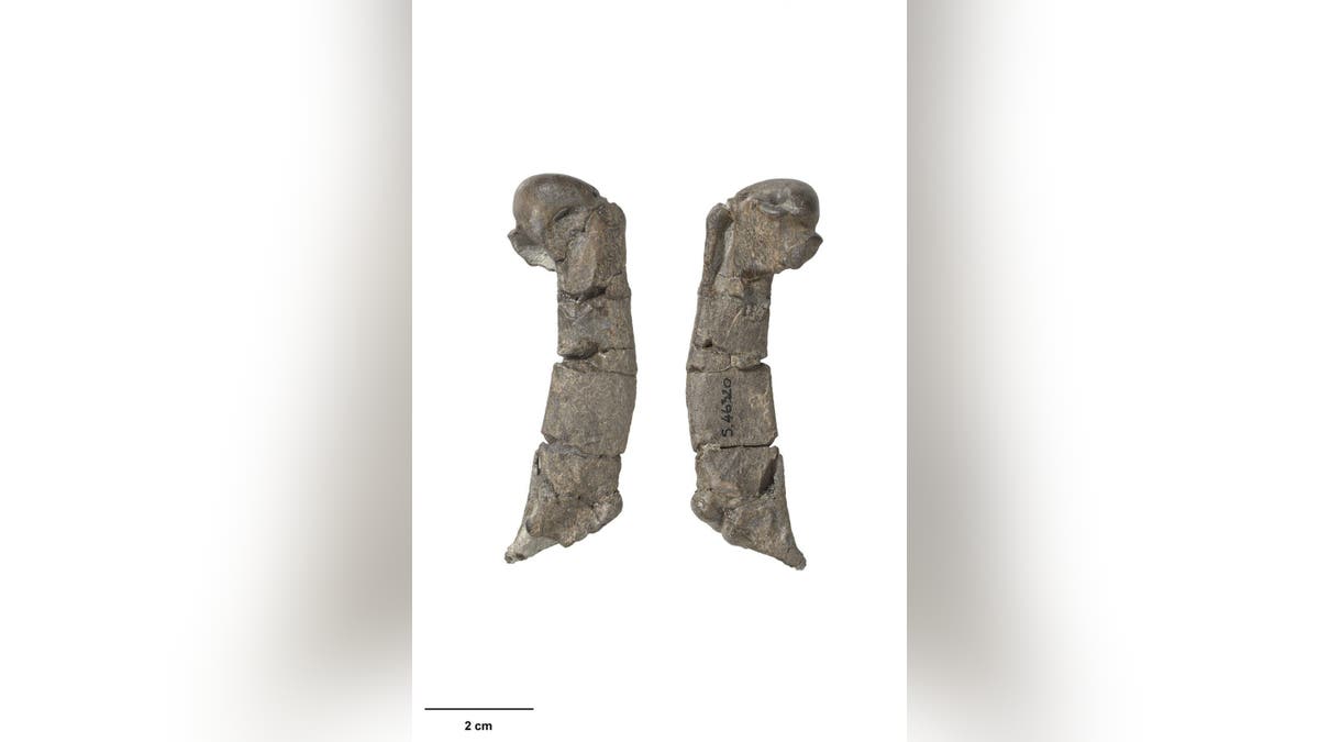 Right humerus from the newly described dawn crested penguin Eudyptes atatu. (Credit: SWNS)