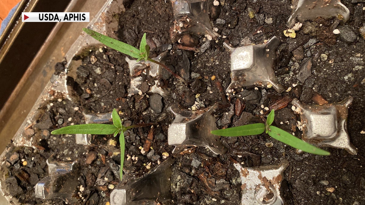 Mysterious seeds from China being investigated by feds