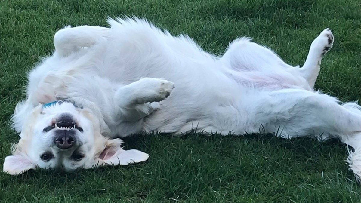 Stephanie Magner-Tripp's SDWR dog (Credit: Magner-Tripp)