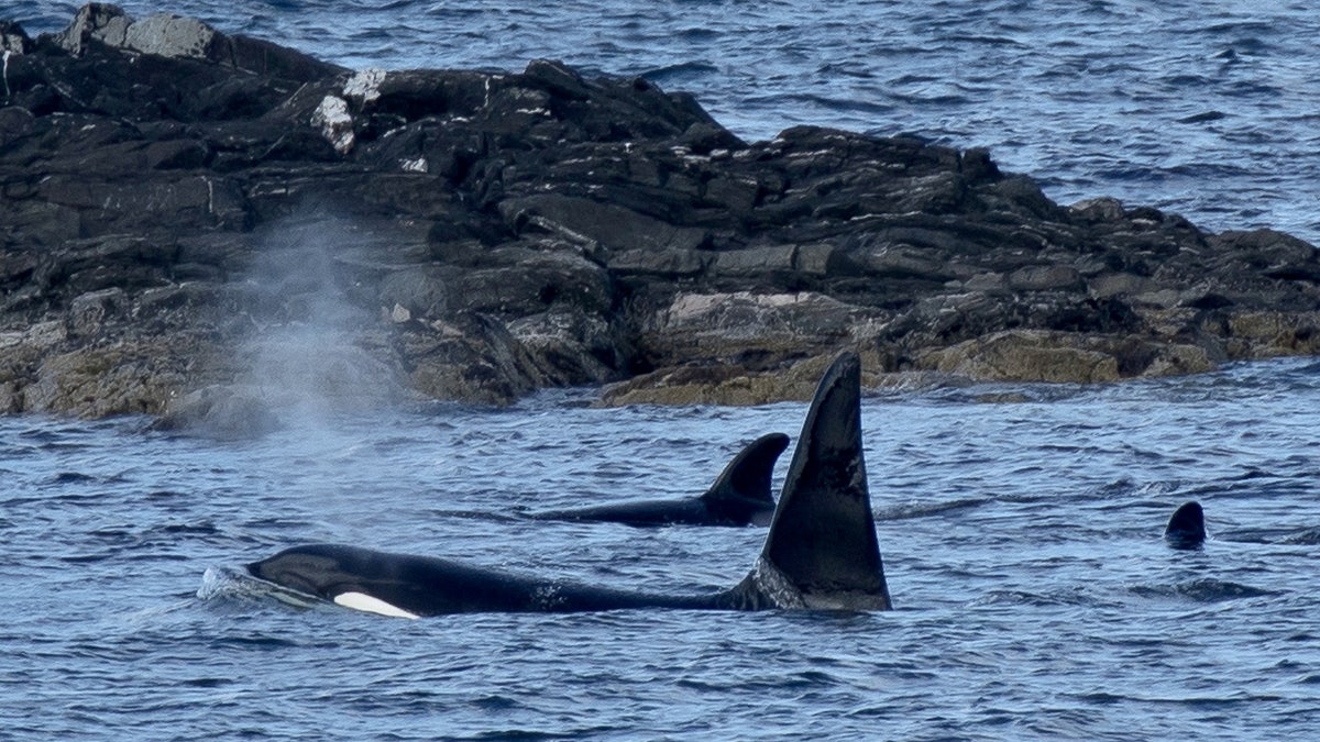 Shetland Orcas captured on camera near Meal Beach, Shetland Islands, the culmination of photographer Norman Watson's nine-year quest. (Credit: SWNS)