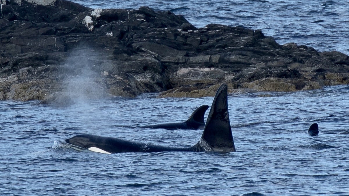 Shetland Orcas captured on camera near Meal Beach, Shetland Islands, the culmination of photographer Norman Watson's nine-year quest. (Credit: SWNS)