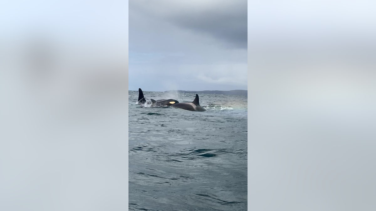 A photographer had a nine-year-long dream of capturing the elusive Shetland Orcas on camera has finally come true. (Credit: SWNS)