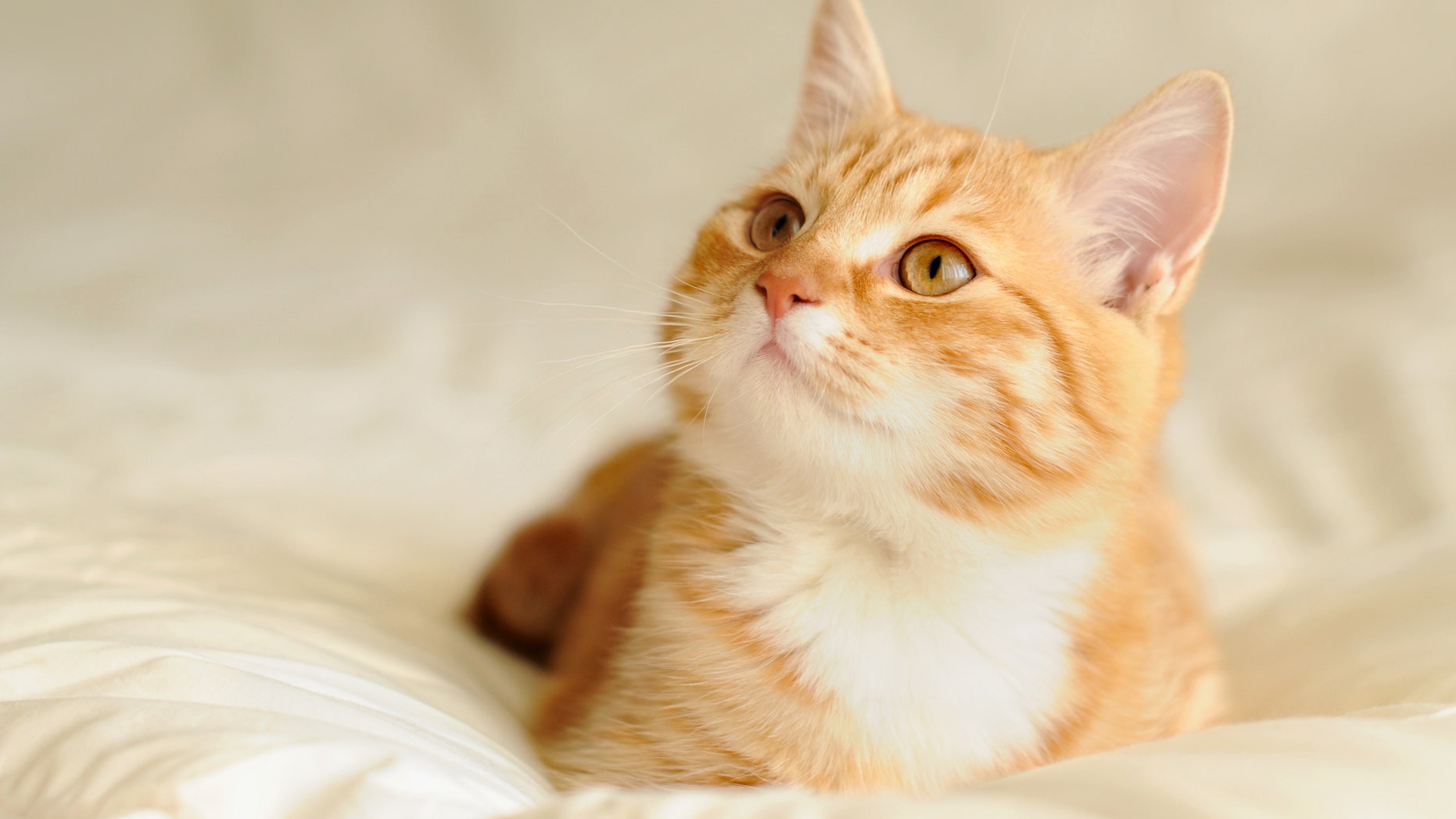Cats Recover From Coronavirus Faster