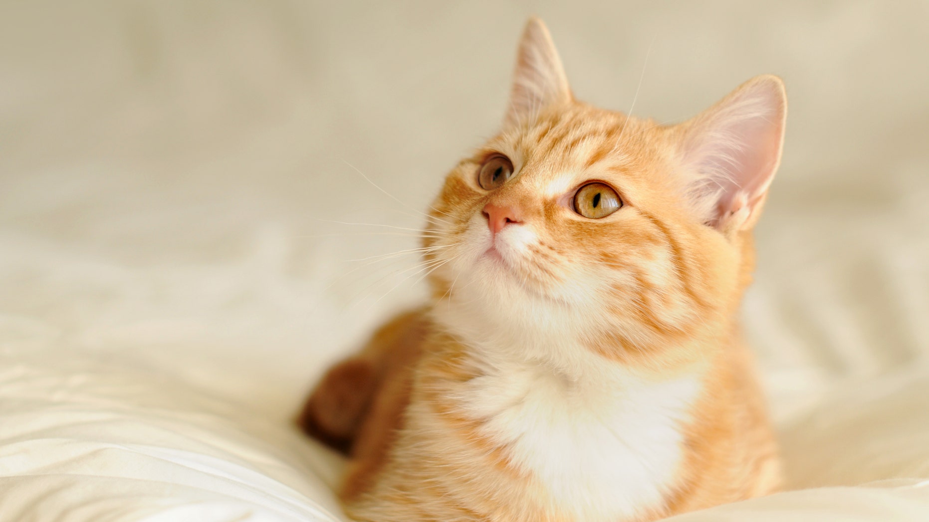 Cats Recover From Coronavirus Faster