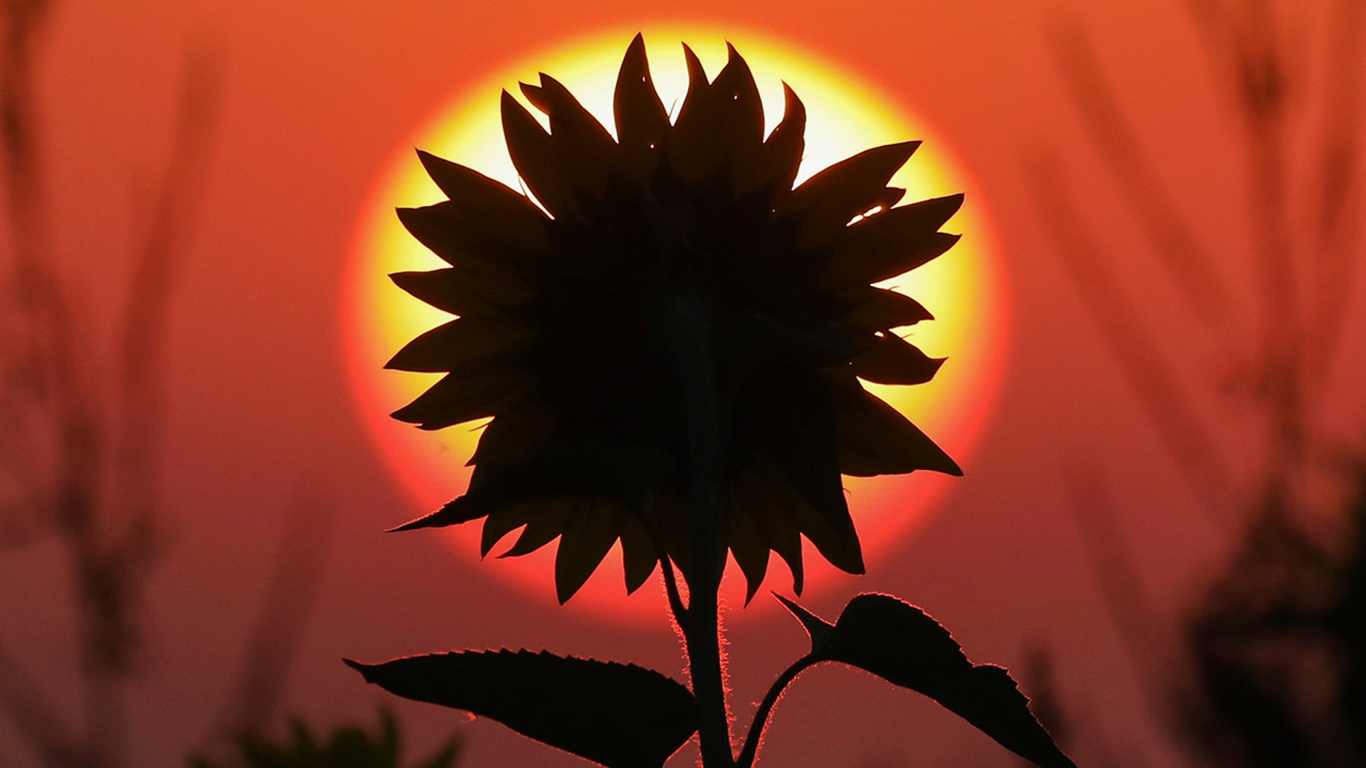 The sun rises in the morning behind a sunflower in Aderzhofen, Germany, Aug. 1, 2020. 