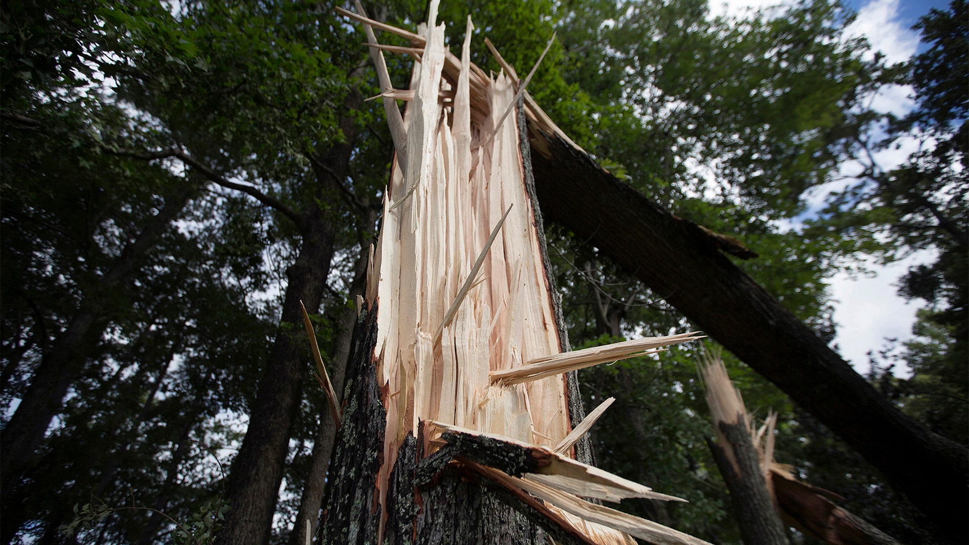 Trees are damaged off North Landing road near the court house in Virginia Beach, Va., after Tropical Storm Isaias moved through Hampton Roads, Tuesday, Aug. 4, 2020.