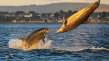 Dolphins spotted 'playing volleyball' off Scottish coast