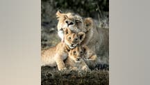 Viral photo shows lioness snuggling with her cubs at famous African game reserve