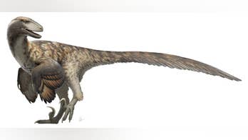 'Jurassic Park' was wrong: Raptors didn't hunt in packs