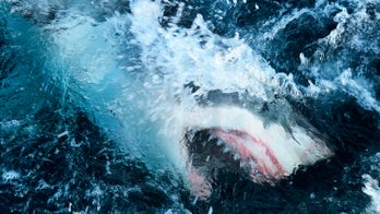 Record-breaking shark breach captured on camera
