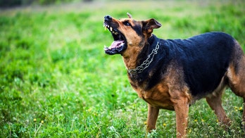 Cases of dog biting children 'surge' during COVID-19, study shows