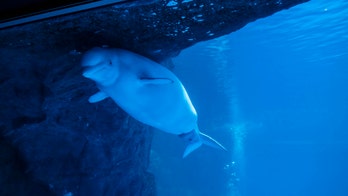Remarkable video shows beluga whale calf birth