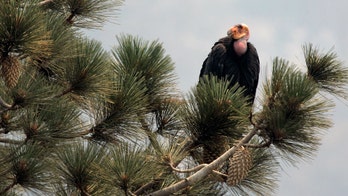 California wildfire destroys endangered condor sanctuary