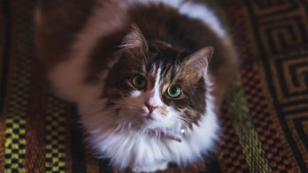 Man finds cat in shelter while looking for new one to paws-ibly soothe his pain