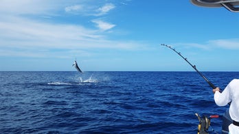Texas fishermen win tournament with 737-pound marlin
