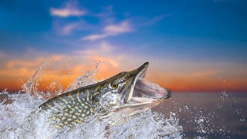 Fish bites angler in Missouri competition first: 'Something bit me!'