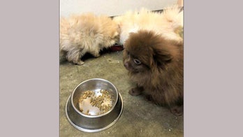 Russian citizens caught trying to smuggle Pomeranian puppies into United States