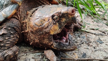 Prehistoric-looking 'dinosaur of the turtle world' alligator snapping turtle captured in Florida