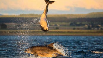 Dolphins spotted 'playing volleyball' off Scottish coast