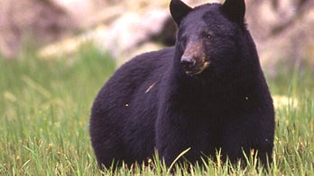 Bear walks into mobile home, scares family with ten kids, attacks dad
