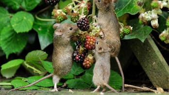 Viral photo shows mice 'posing' as they eat blackberries