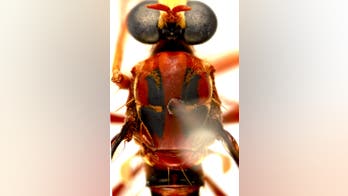 Australian 'assassin flies' named after Deadpool, Stan Lee, Black Widow