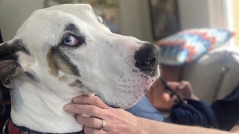 Paul Batura: National Dog Day – celebrate the joy they bring to our lives