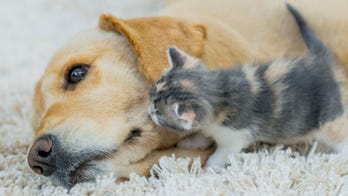 Rescue dog adopts kittens after the tragic death of her own puppies