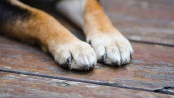 Great Dane Ralph credited with saving family of 4 as fire sweeps through north Shelby home