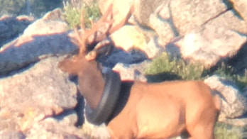 Wildlife officers search for elk with tire around its neck