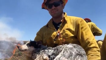 Lost dog rescued from Apple Fire by firefighters; blaze now 30% contained