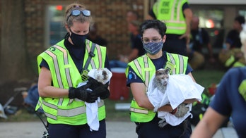 Maryland firefighters rescue pets from apartment fire; officials say cat, guinea pig are 'in good health'