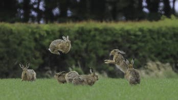Viral photo shows hare 'floating' in mid-air as it boxes another hare