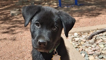 Pet owner drills holes in fence so 2 dogs can see through