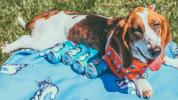 Brewery sending adoptable dogs to deliver beer to customers on National Dog Day