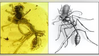 99M-year-old 'hell ant' trying to eat a cockroach found entombed in amber