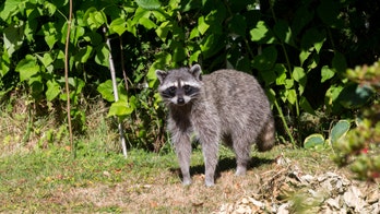Vaccine bait to be dropped to try to curb rabies in Maine