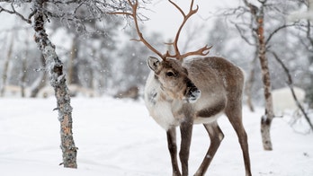 Animals most at risk for coronavirus include reindeer and dolphins, according to study