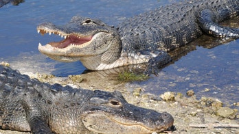 Cops search for 2 alligators stolen from pet store in Pennsylvania