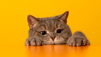 Cat drugs may fight coronavirus in humans, study says