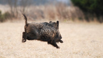 Nude man seen chasing down wild boar after it stole his laptop while he was sunbathing