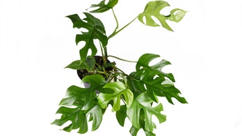 New Zealand buyer spends $5,300 on houseplant, sets record