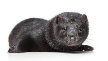 WHO reports coronavirus discovered among mink populations in 6 countries