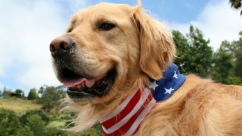 Republicans are less likely to spay or neuter dogs, study claims